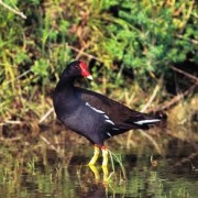 Caccia alla gallinella d’acqua: Astuta, diffidente e sagace..